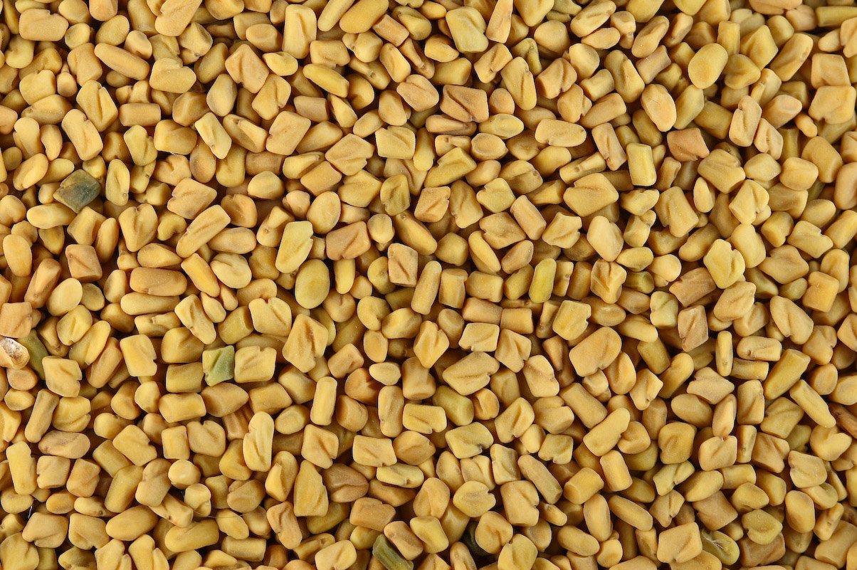 Manufacturers Exporters and Wholesale Suppliers of Enugreek Seed Gandhidham Gujarat